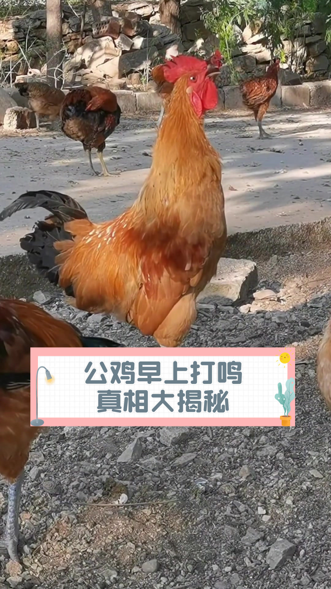 公鸡早上打鸣真相大揭秘