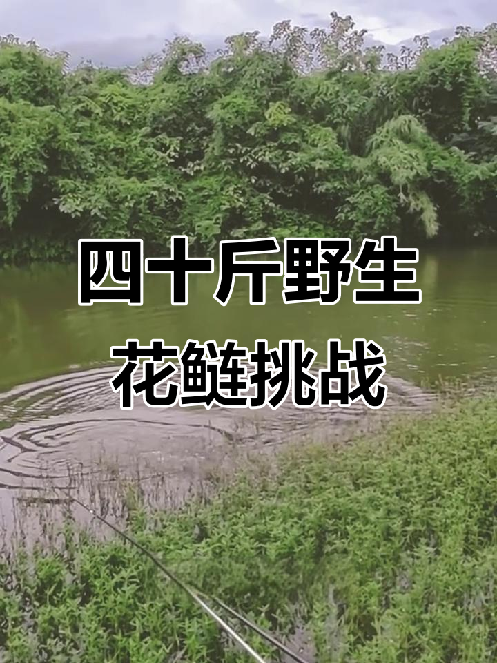 钓起40斤大花鲢,挑战极限野钓鱼场