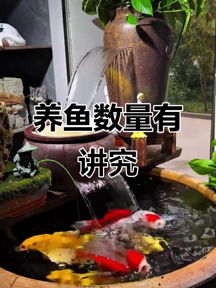 庭院鱼池养几条最吉利?单双数选对财运旺
