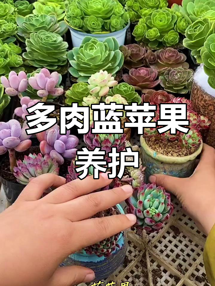 蓝苹果多肉养护全攻略:光照、土壤与繁殖技巧