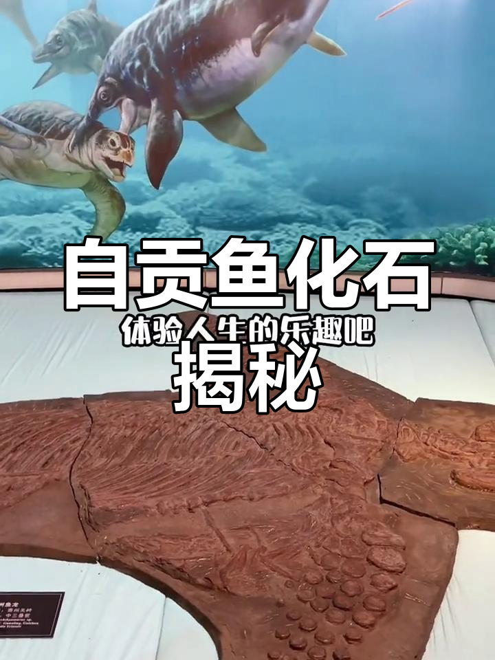 探秘自贡恐龙博物馆的鱼类化石，感受远古生命的魅力