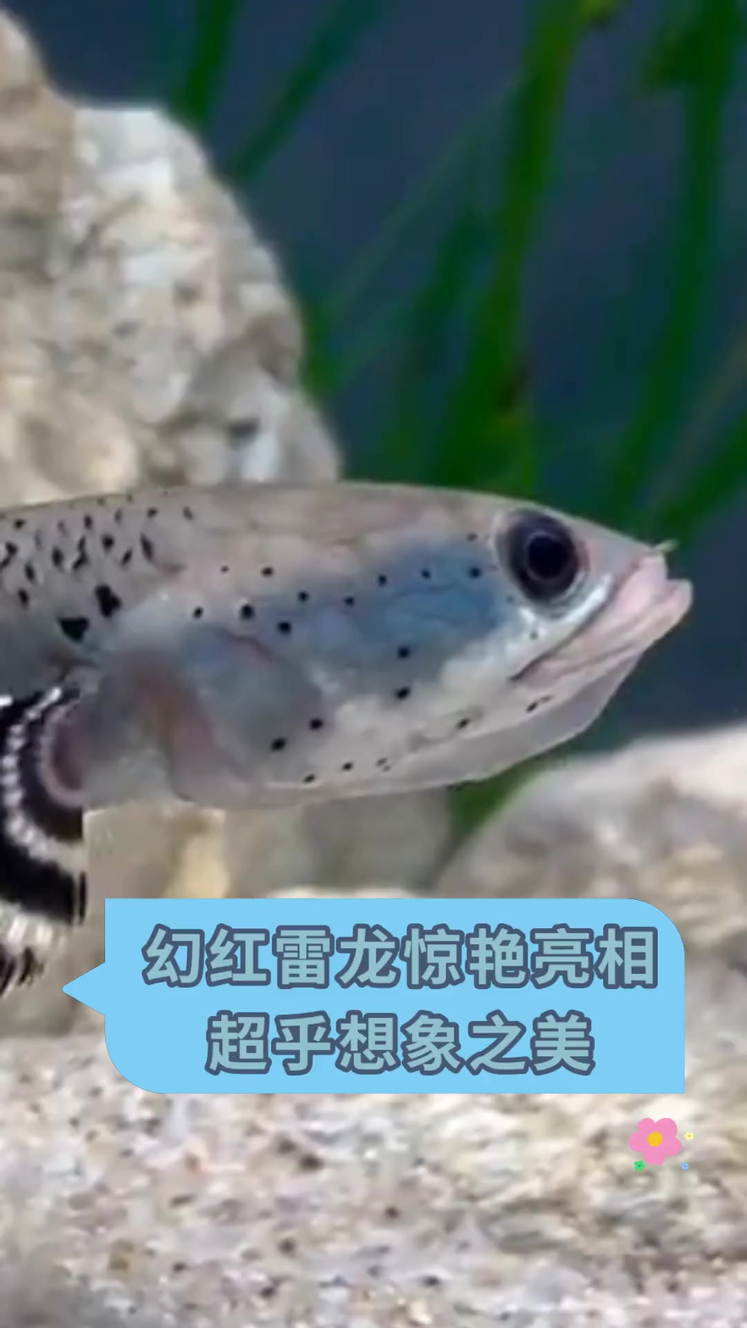 幻红雷龙惊艳亮相超乎想象之美