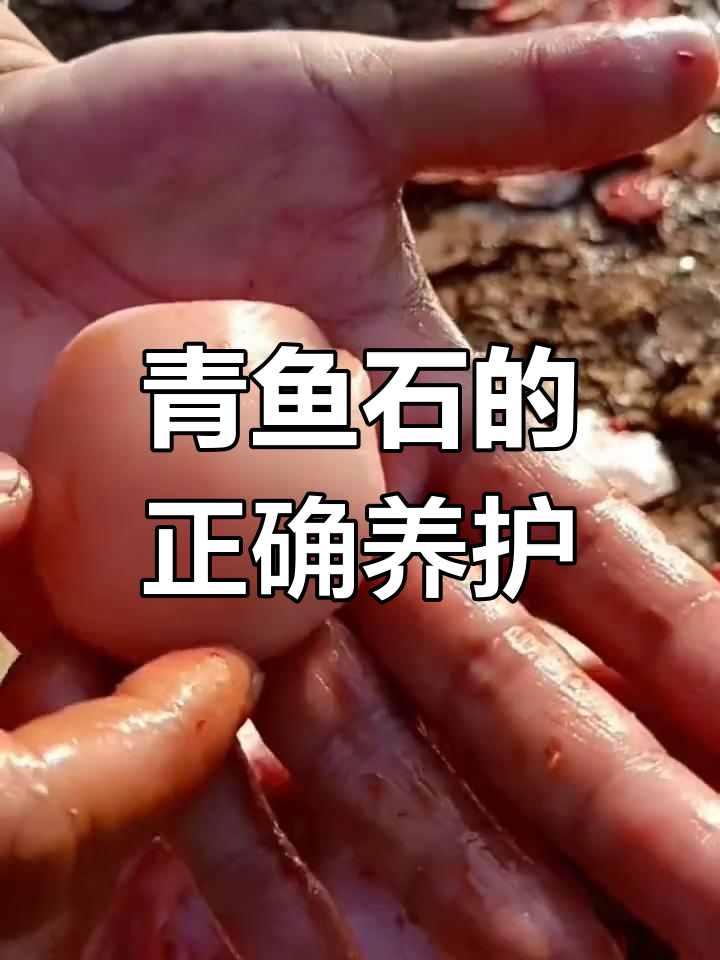 青鱼石保养全攻略,轻松去除腥味