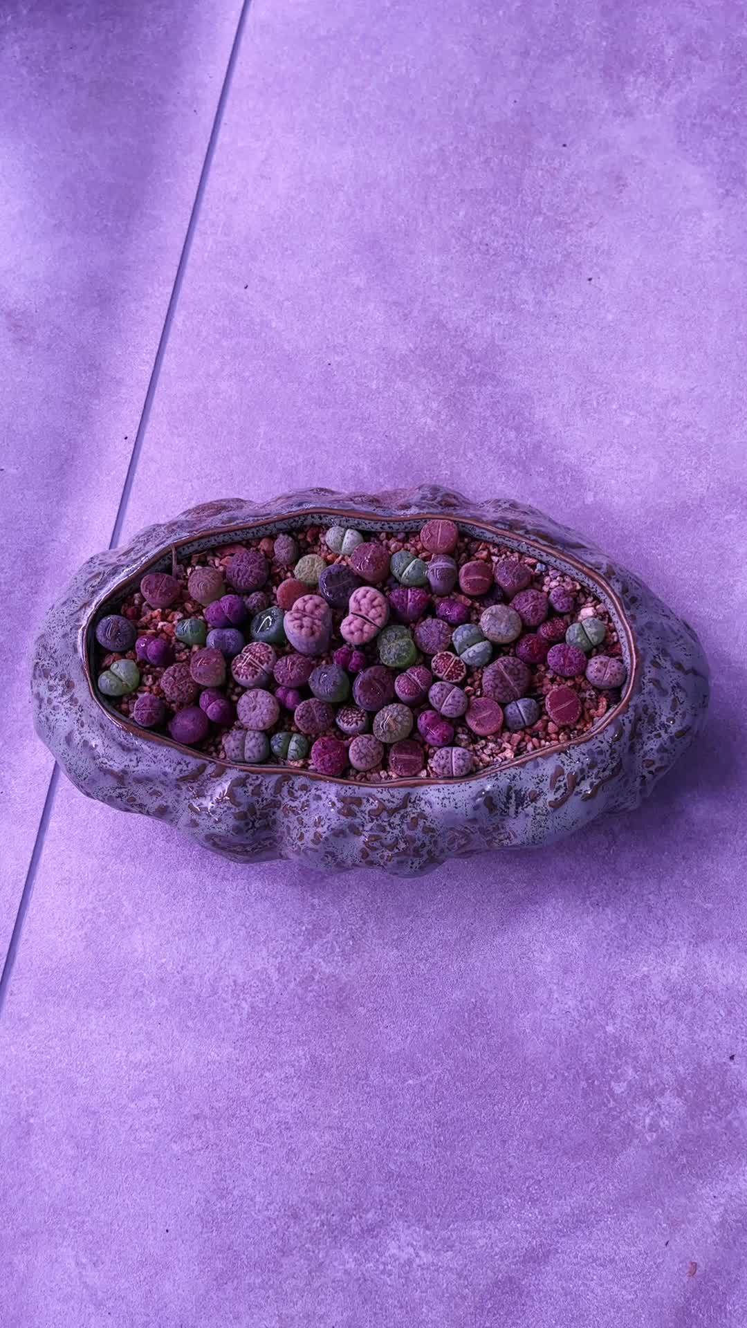 多肉植物