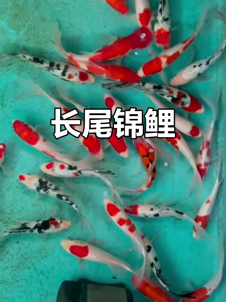 泰国AA级长尾鲤鱼,色彩斑斓,体型优雅