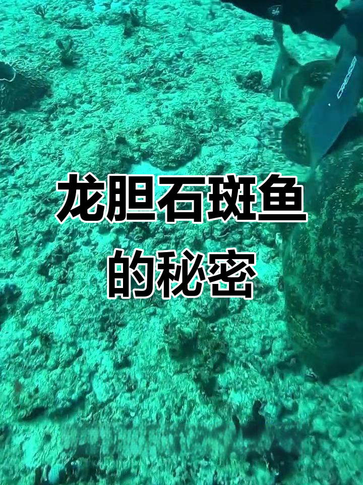 探秘龙胆石斑鱼:大型海水鱼类揭秘