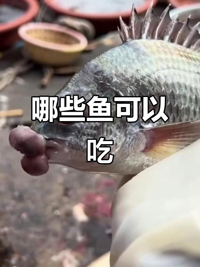 这些鱼能吃吗？罗非、鸭嘴、锦鲤等你能分辨出来吗