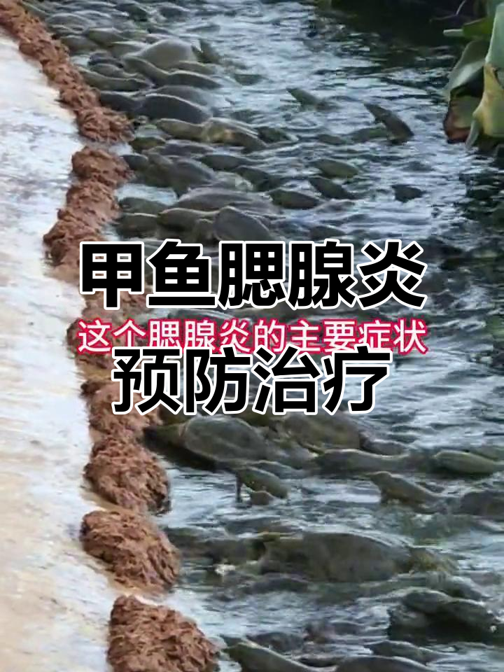 甲鱼腮腺炎症状与防治技巧,水质管理很重要