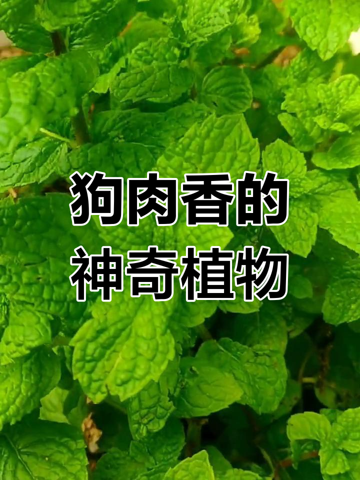 鱼香草:香气扑鼻的多年生草本植物