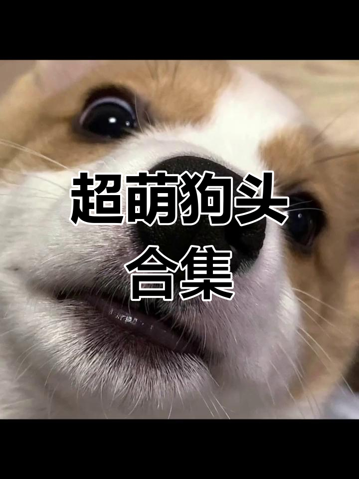 精选可爱狗狗头像,值得收藏