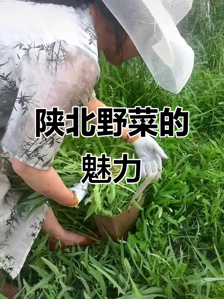 陕北苦菜大揭秘,灰婆姨的独特风味