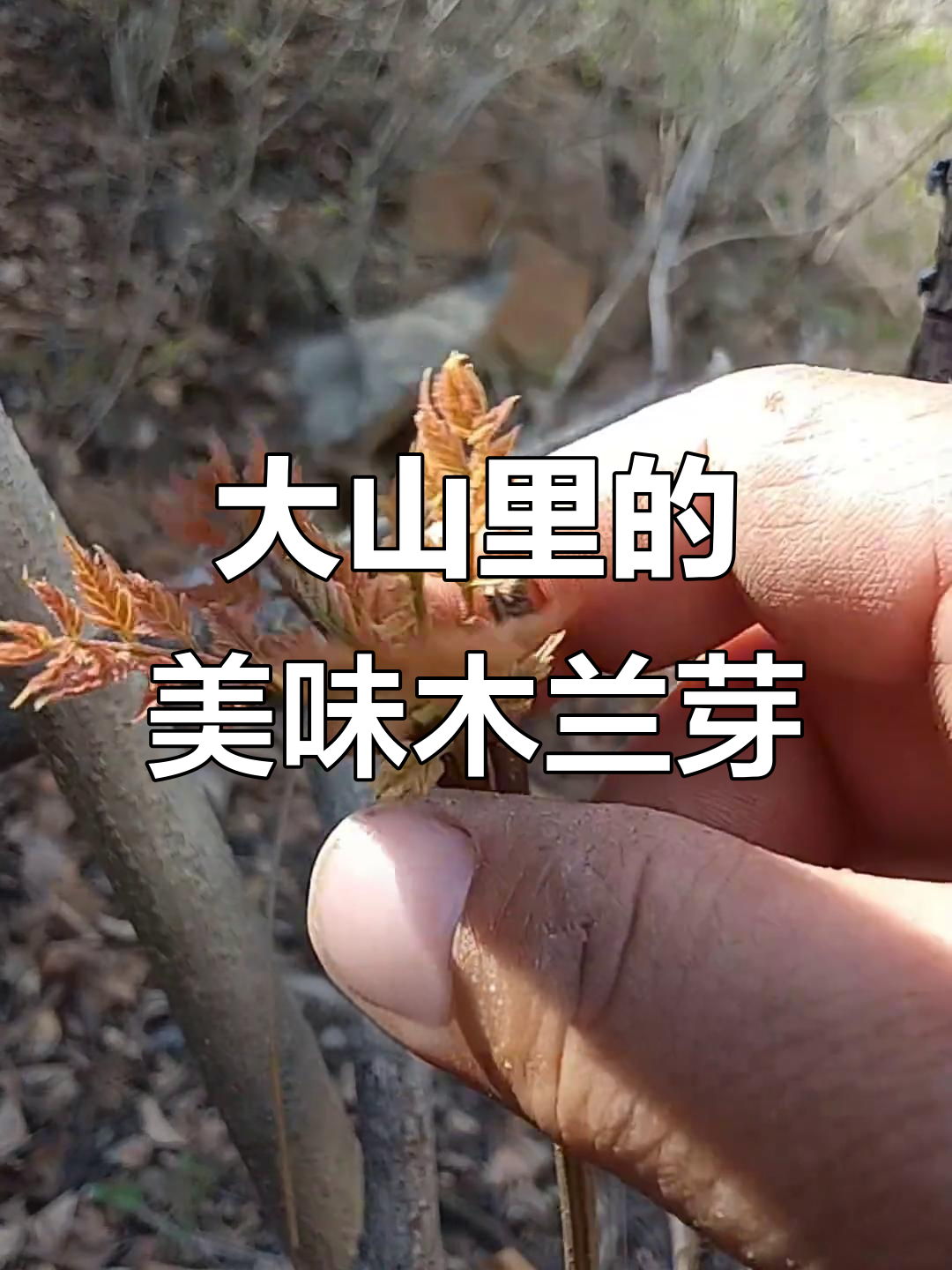 木兰芽:大山深处的美味野菜,包饺子、凉拌都超好吃