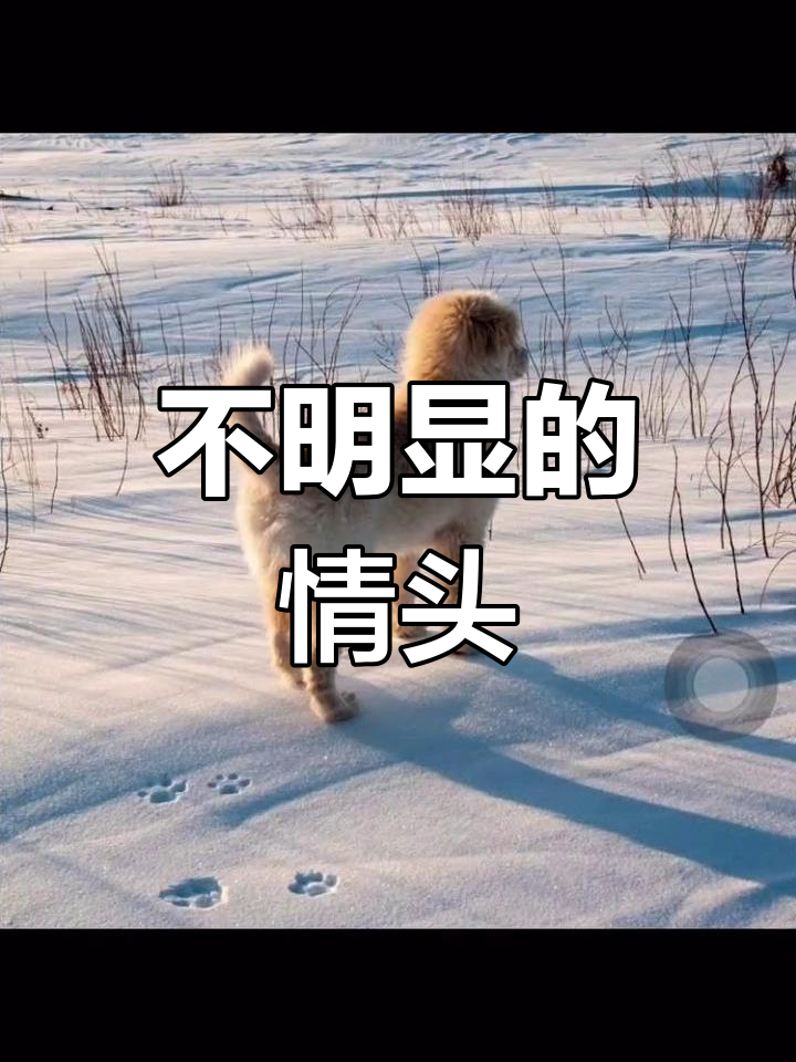 狗狗情侣头像,低调又可爱