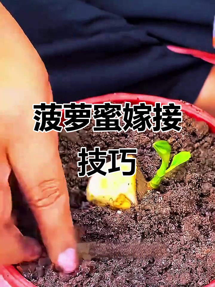 从菠萝蜜树上取芽,嫁接芭蕉肉,精心培育新植株