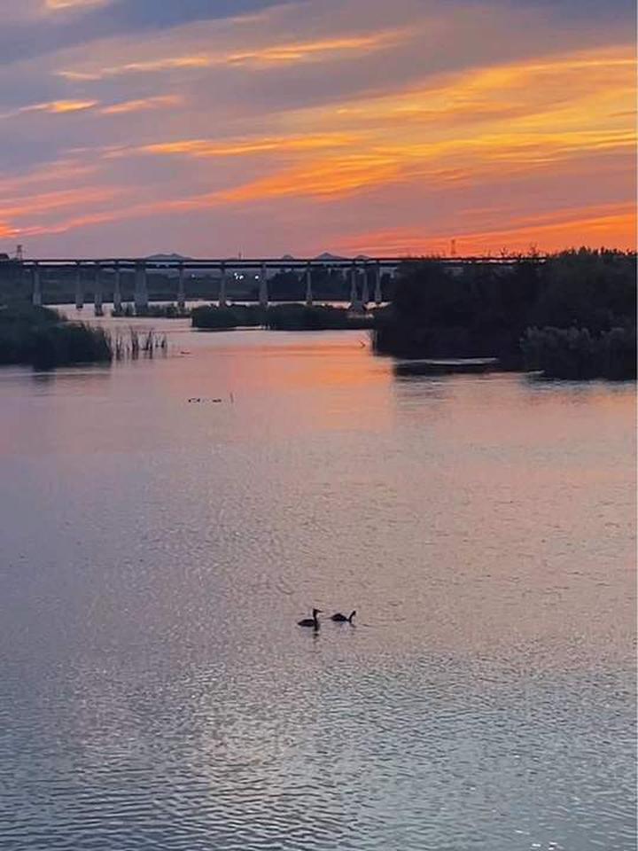 小美好,野麻鸭享受惬意时光