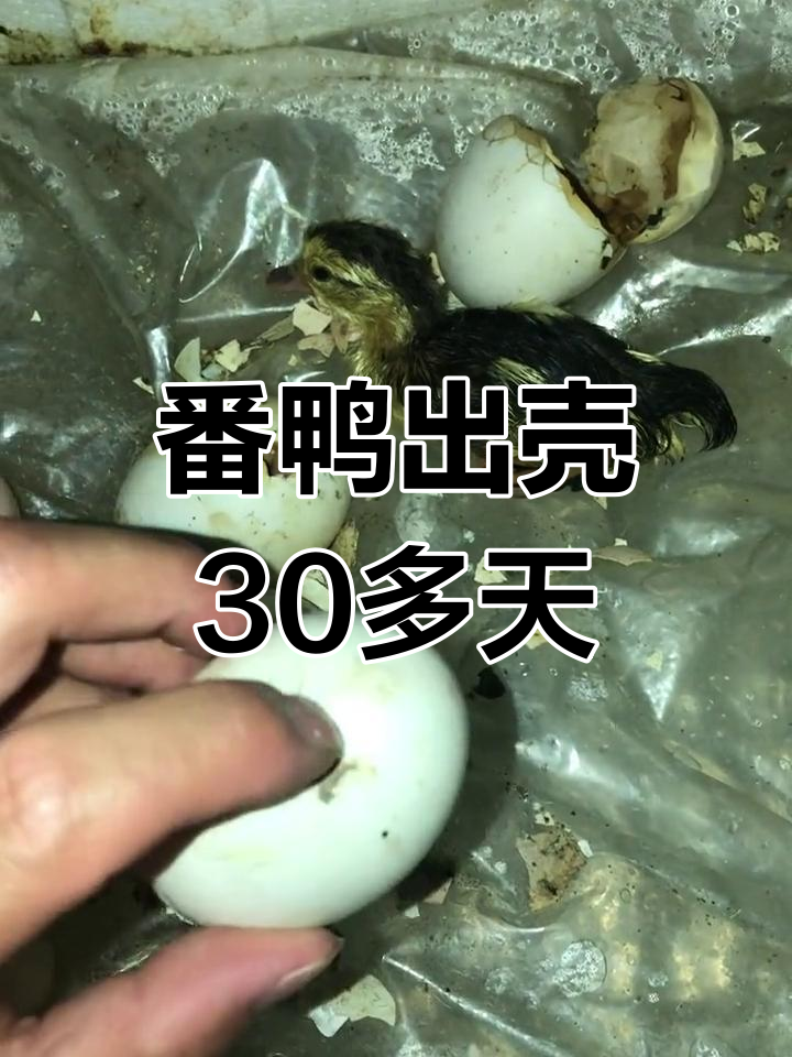 番鸭孵化30天,比鹅还慢