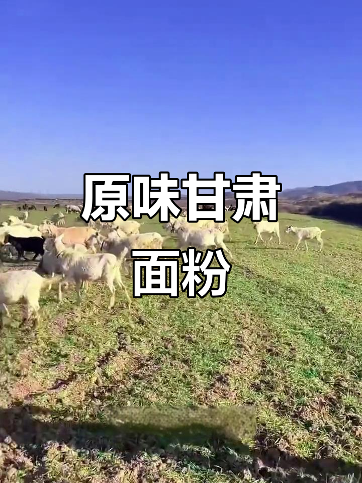 甘肃冬小麦面粉,保留原香营养,做馒头、炸油条都放心