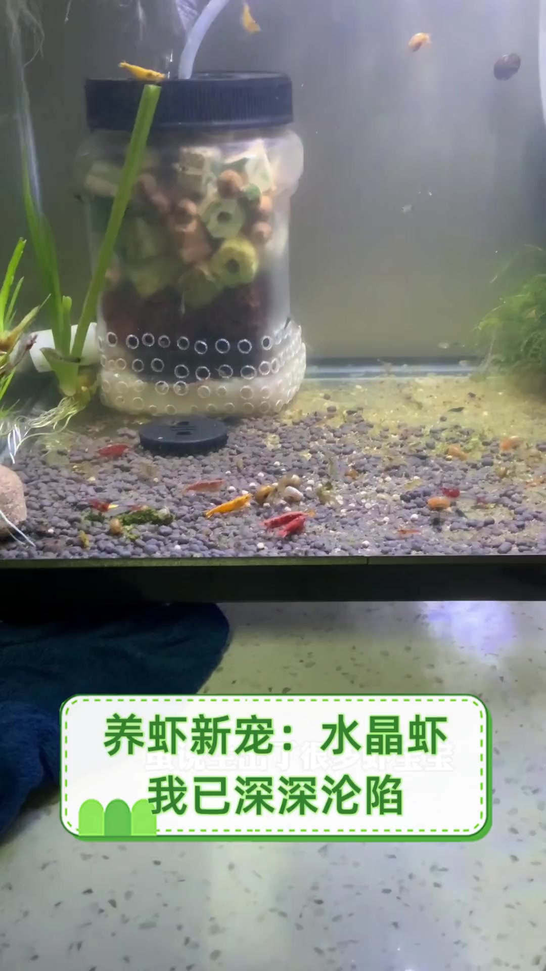 养虾新宠:水晶虾,我已深深沦陷