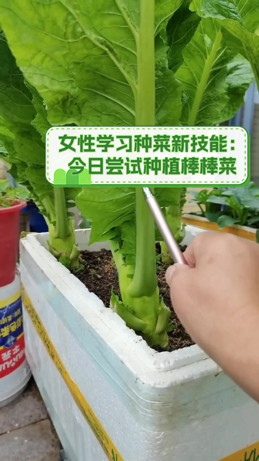 女性学习种菜新技能:今日尝试种植棒棒菜