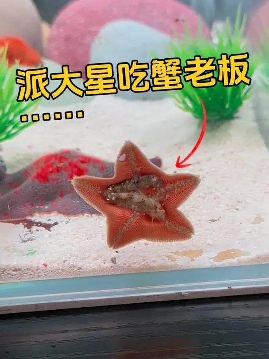 派大星越来越恐怖了！