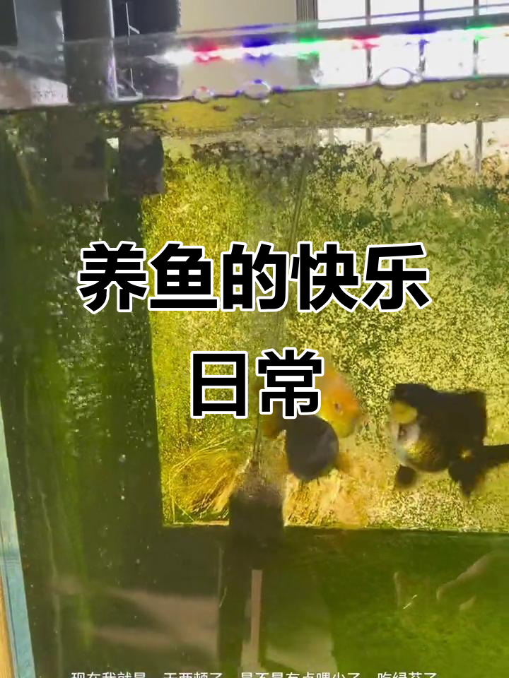 早起喂鱼,乐趣满满!看着小鱼游来游去太可爱了
