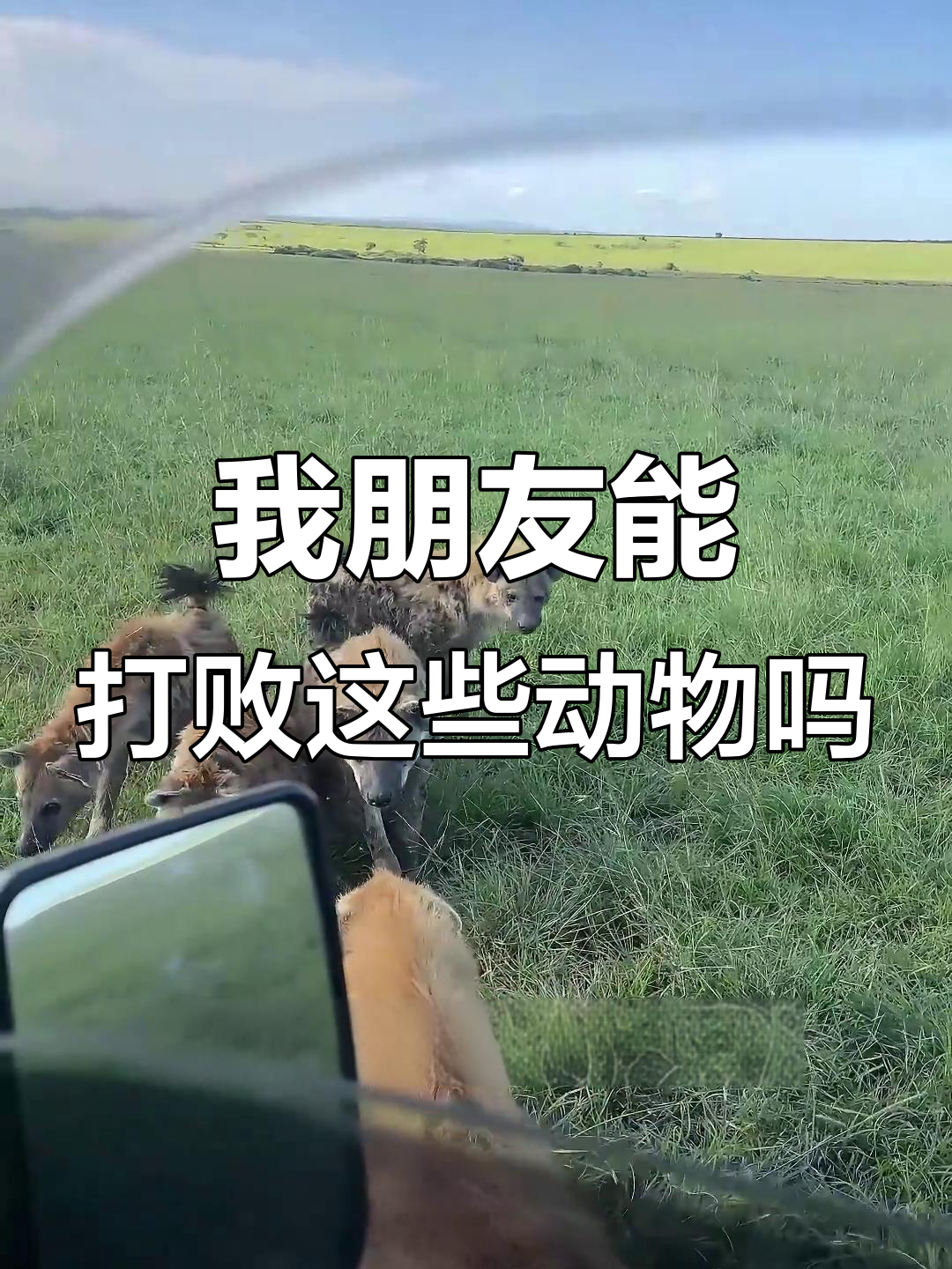 这些动物能打得过我朋友吗?大白鲨、斑裂狗和鳄鱼的致命挑战