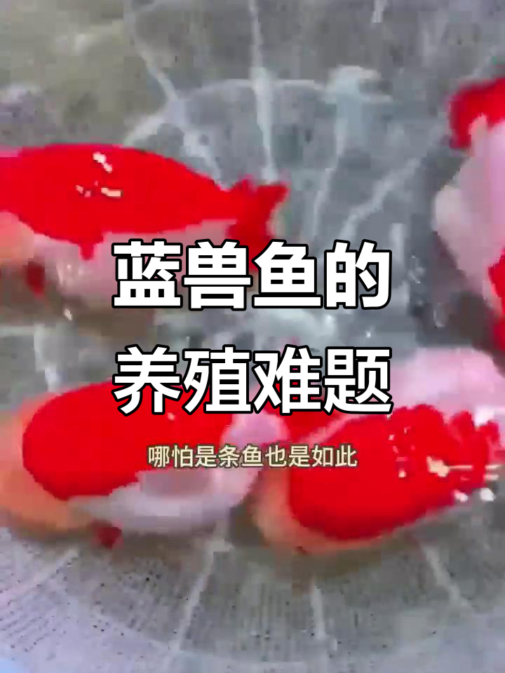 养蓝兽鱼，新手必踩的坑！从萌到难养的转变