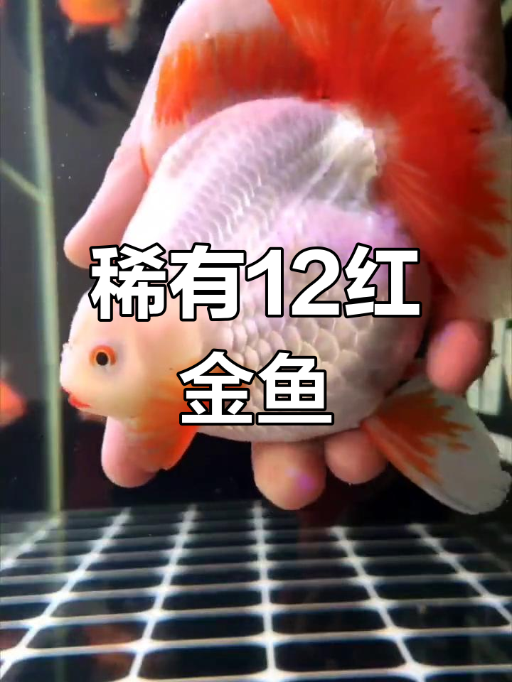 罕见12红顶级色系金鱼,美丽与哀愁的交织