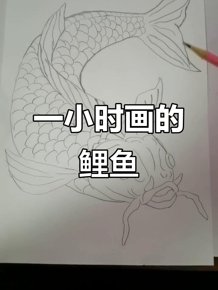 画鲤鱼一小时,颜色选什么最合适?
