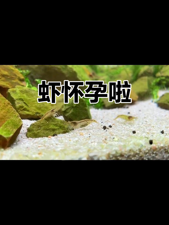 虾妈妈怀孕了，肚子里藏着三四十只小宝宝！