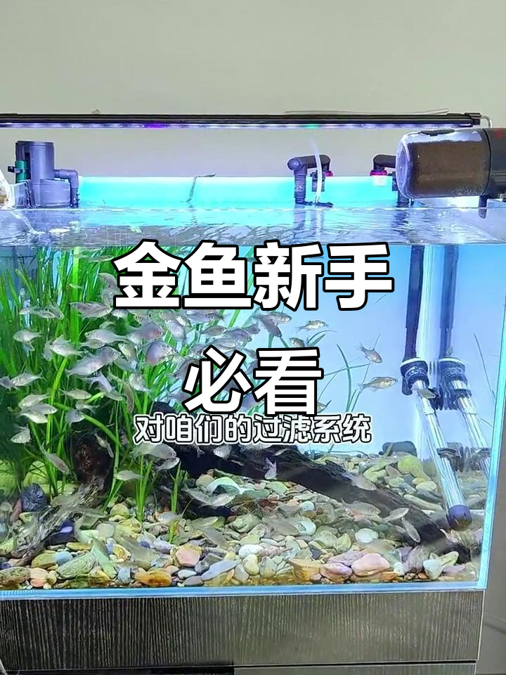 新手养金鱼容易踩的坑,过滤系统才是最大挑战