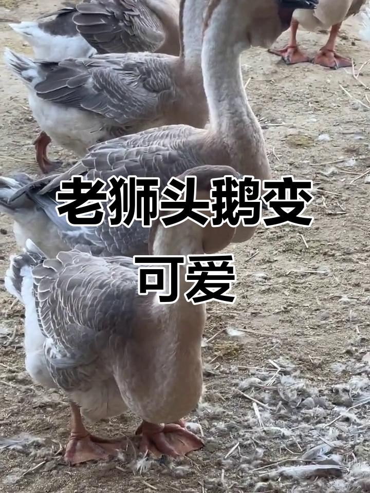 5年老狮头母鹅变身“小胖仔”,萌态十足