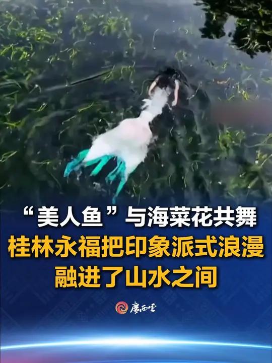 4月14日,广西桂林永福县百寿镇。当桂林的河流变成印象派“画布”,“美人鱼”与海菜花在水里