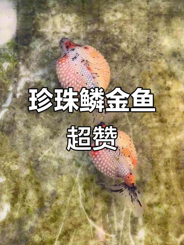 这颗珍珠鳞金鱼太美了,简直让人惊艳!