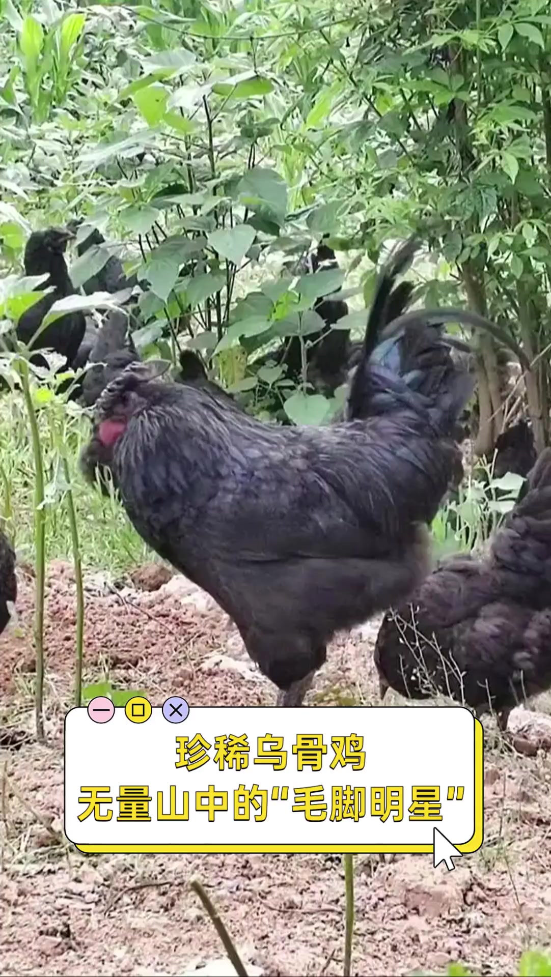 珍稀乌骨鸡,无量山中的“毛脚明星”