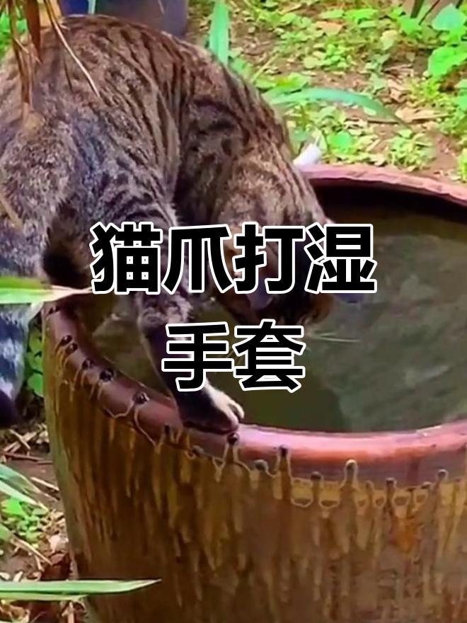 小脑虎抓鱼皮手套湿了,萌宠搞笑瞬间