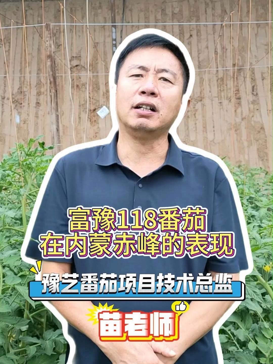 新品种富豫118,大果型口感番茄还耐裂!表现特别好!想要种子试种的视频下方留言~ 农业种植