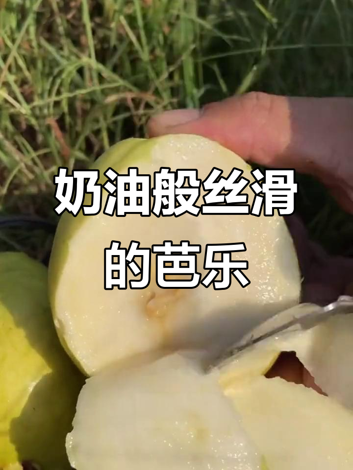 冰激凌口感芭乐,香甜软糯让人无法抗拒