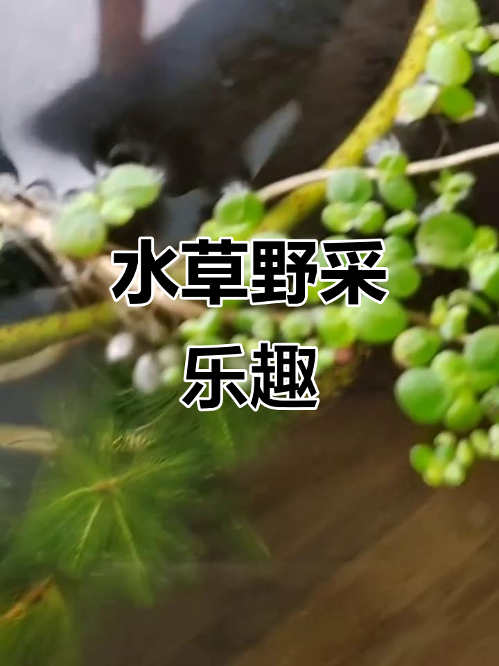 野采水草,免费又美丽,原生缸更添自然风情