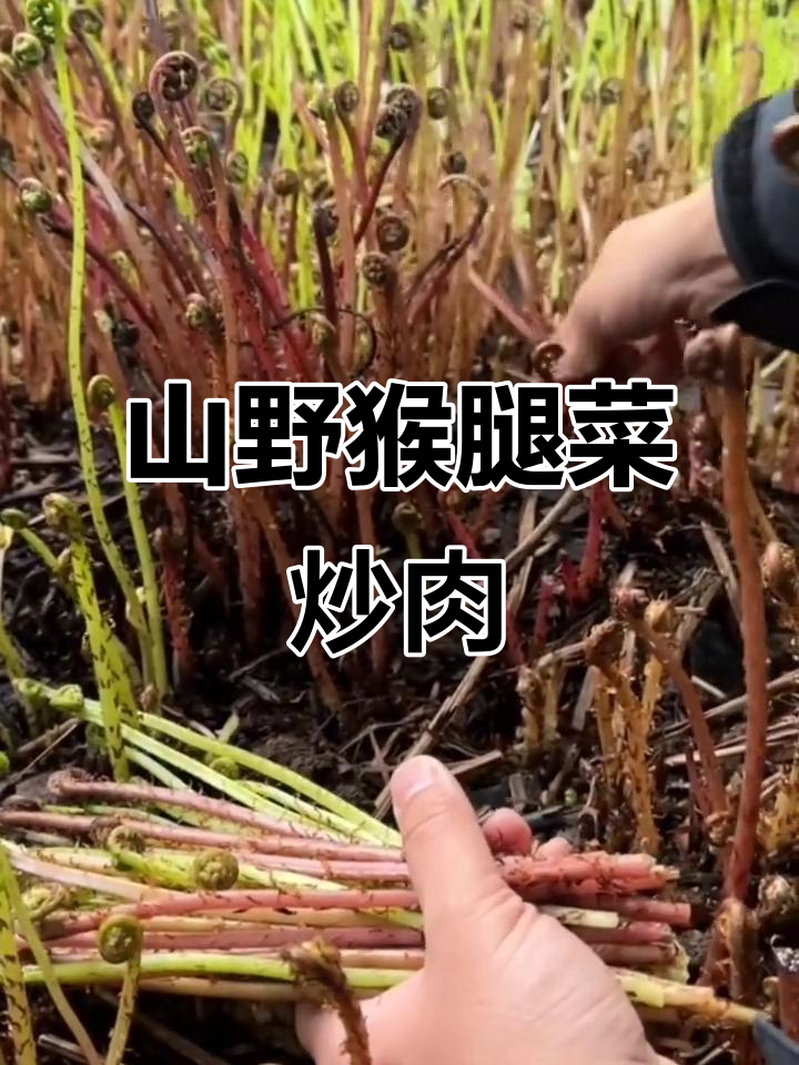 猴腿菜炒肉拌酱，新鲜采摘的山野美味