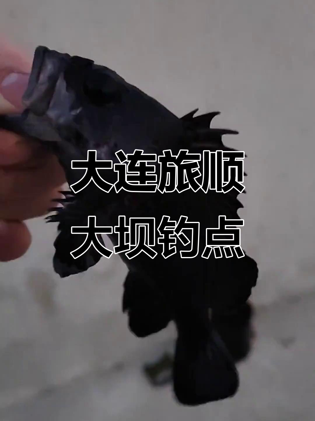大连旅顺免费钓鱼点,黑头满满收获