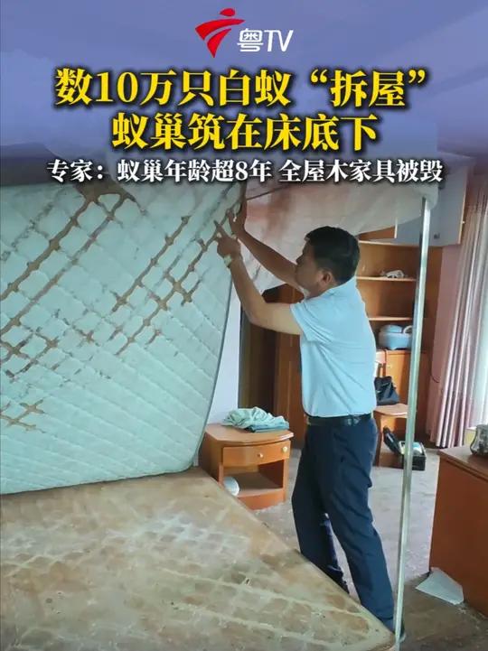 佛山顺德区容桂镇一栋三层居民楼遭白蚁入侵，白蚁在屋内筑巢。专家介绍，蚁巢年龄超八年，白蚁数