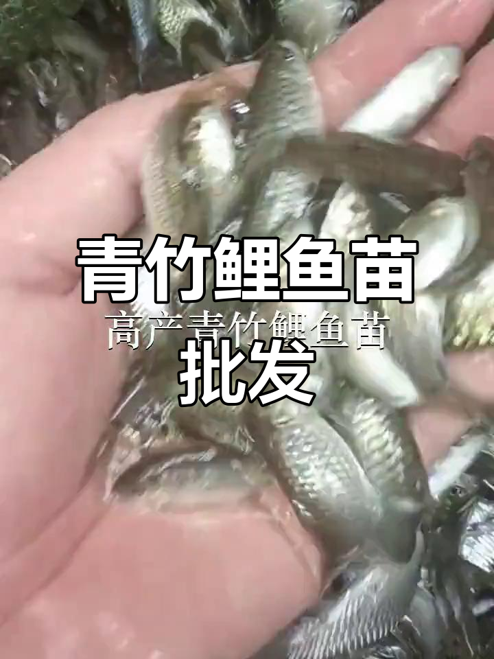优质青竹鲤鱼苗,批发供应,东莞、广州、深圳均有货源