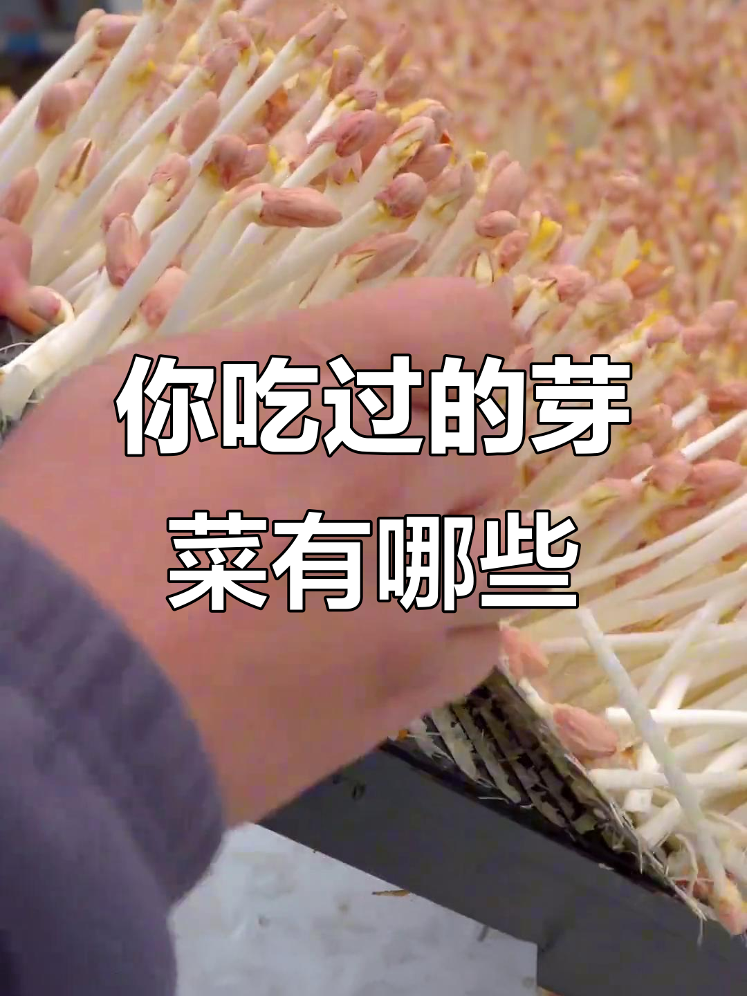 11种常见芽菜，看看你吃过几种？