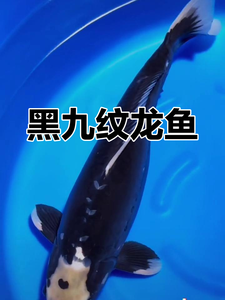 黑色九纹龙鱼,随心而变的水中精灵
