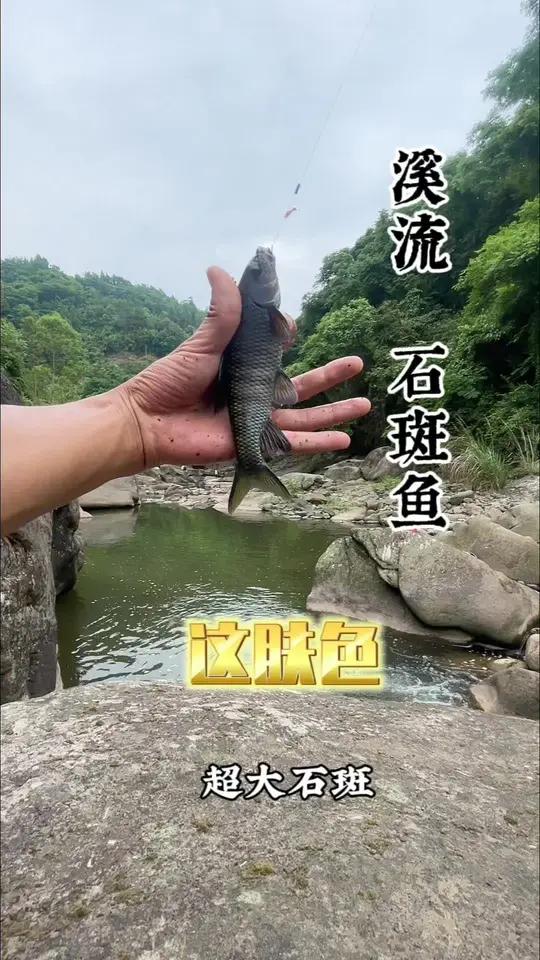 狂拉大型黑石斑鱼,见过这么好钓的地方吗?溪流钓 溪流马口 户外钓鱼 荒野探钓 2024do