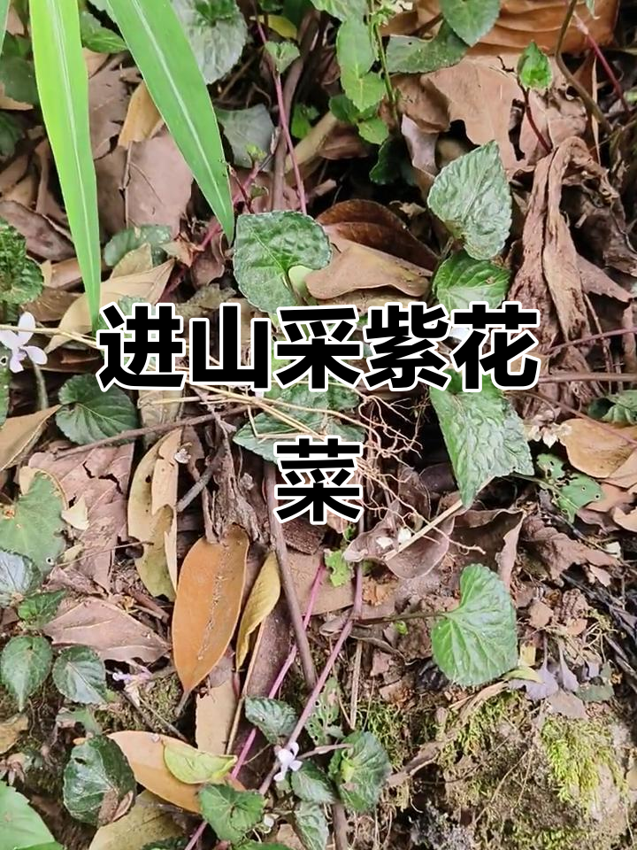 紫花菜:山里的清热解毒良药