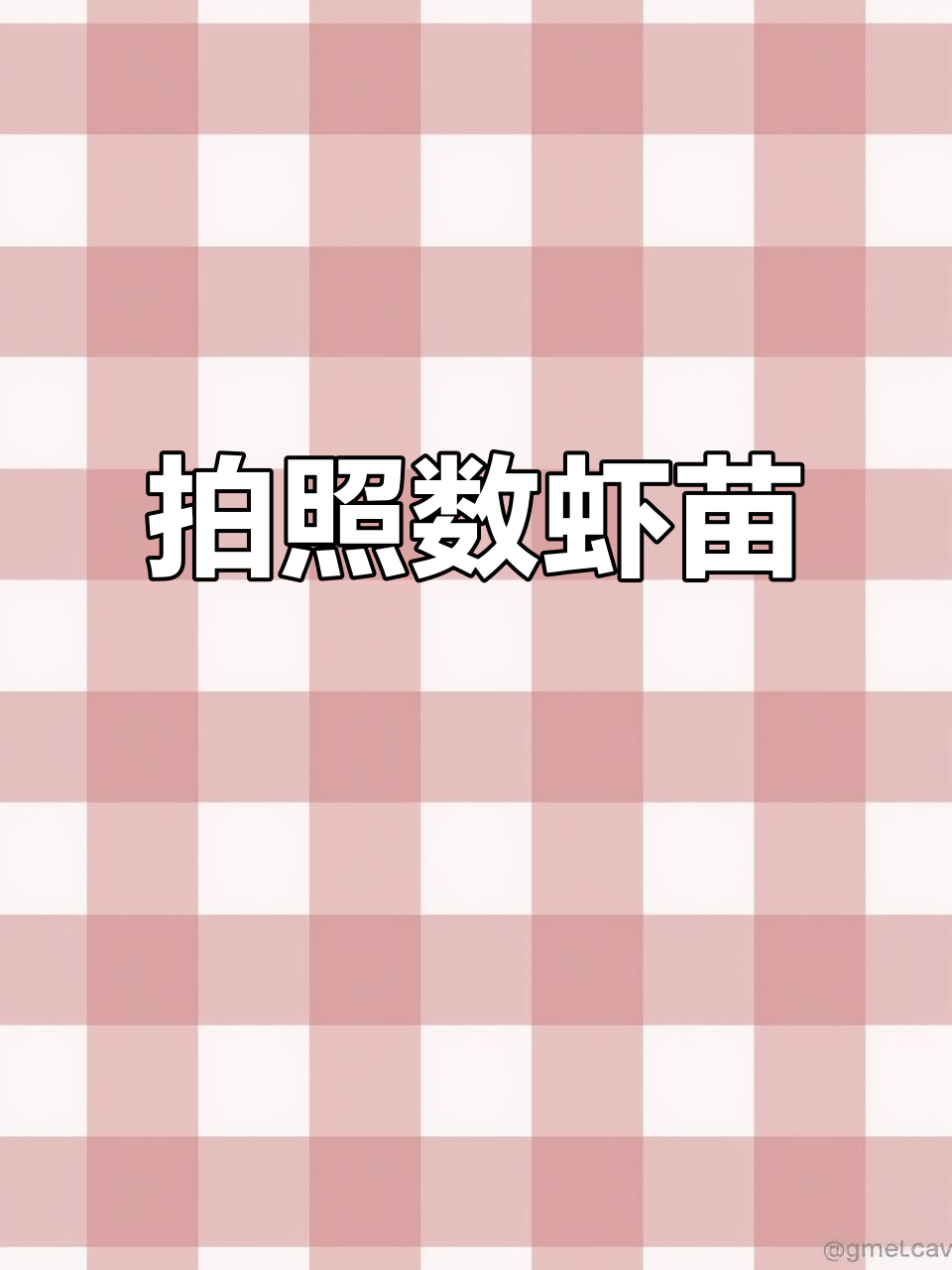 一张照片搞定虾苗数量与大小,高密度养殖必备工具
