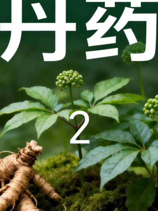 三七原浆适合谁，来我直播间告诉你#三七原浆 #健康科普 #新闻联播式口播 #活血化瘀 #血
