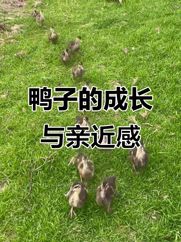 小鸭子粘人到不行,长大后竟然这样变化!